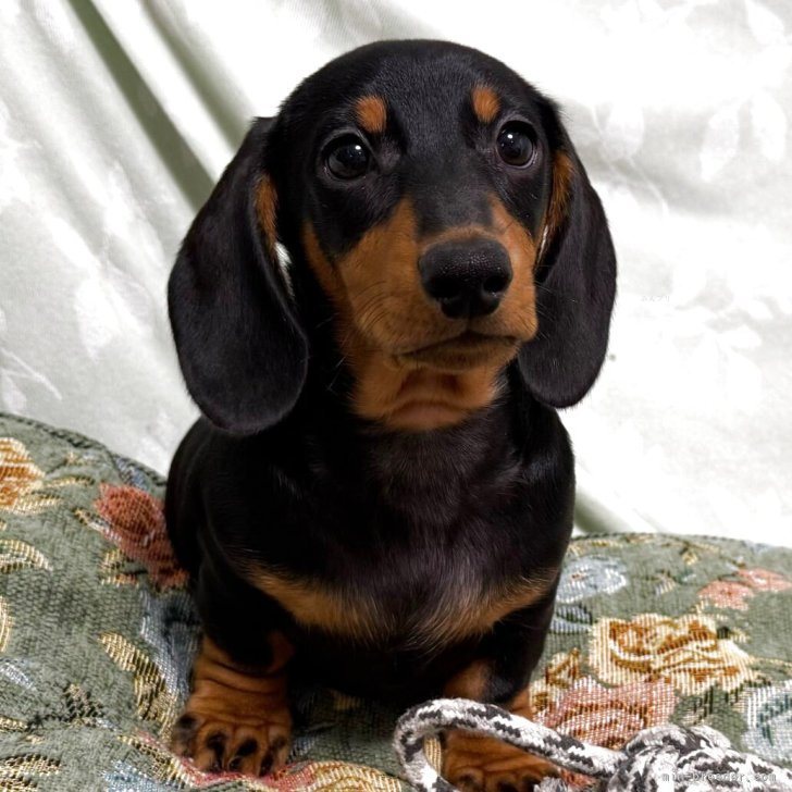 ブリーダー画像