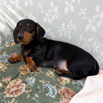 ミニチュアダックスフンド(スムース)【東京都・男の子・2025年8月5日・ブラックアンドタン】の写真「色素の濃いショードッグです」