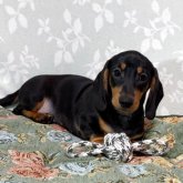 ミニチュアダックスフンド(スムース)