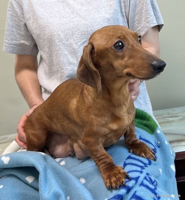 ミニチュアダックスフンド(スムース)【・女の子・2021年4月24日・レッド】