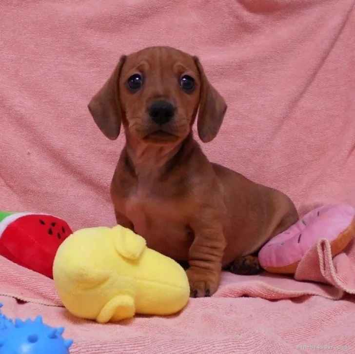 ID：2304-04890の子犬