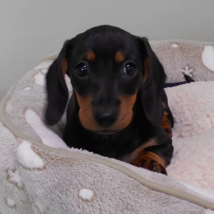 K.M 様のお迎えした子犬