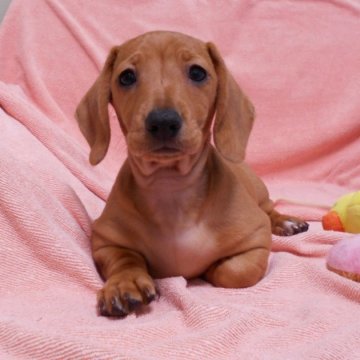 ミニチュアダックスフンド(スムース)【東京都・女の子・2023年3月1日・レッド】の写真「落ち着いた性格の飼いやすい子です。」