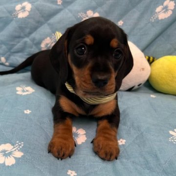 ミニチュアダックスフンド(スムース)【東京都・女の子・2023年8月13日・ブラックアンドタン】の写真「色素の濃いショードッグです」