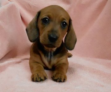 ミニチュアダックスフンド(スムース)【東京都・女の子・2020年4月22日・レッド】の写真「父母犬とも英国、有名MSブリーダーからの輸入犬」