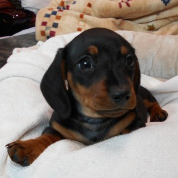 ミニチュアダックスフンド(スムース)【東京都・男の子・2022年11月22日・ブラックアンドタン】の写真「PRAクリア、色素の濃いショードッグです」