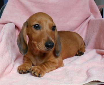 ミニチュアダックスフンド(スムース)【東京都・男の子・2019年6月20日・レッド】の写真「父犬JKCCH」