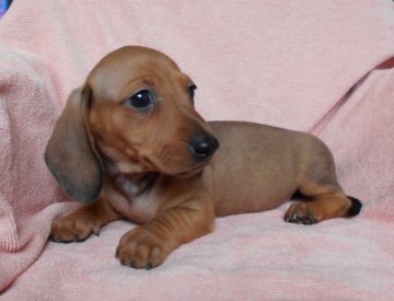 ミニチュアダックスフンド(スムース)【東京都・女の子・2019年6月20日・レッド】の写真「父犬JKCCH」