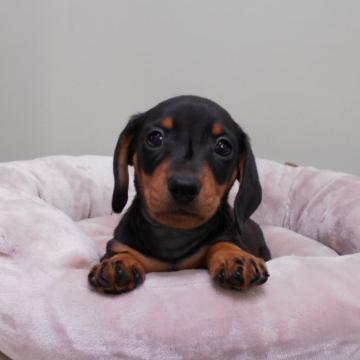 ミニチュアダックスフンド(スムース)【東京都・男の子・2022年10月7日・ブラックタン】の写真「色素の濃いショードッグです」