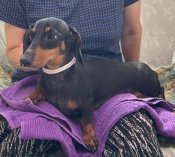 ミニチュアダックスフンド(スムース)【・女の子・2021年12月10日・ブラックアンドタン】「2025年9月16日撮影」