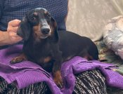 ミニチュアダックスフンド(スムース)【・女の子・2021年12月10日・ブラックアンドタン】