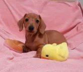 ミニチュアダックスフンド(スムース)【東京都・女の子・2023年3月1日・レッド】の写真5「5/10撮影(^^♪」