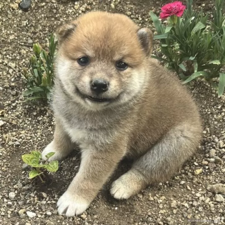 ID：2507-01661の子犬