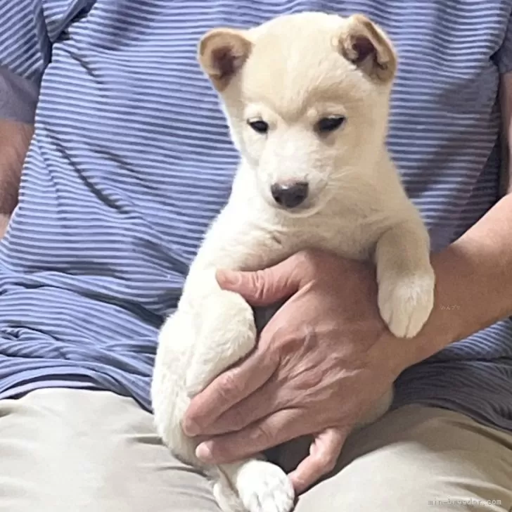 スペイン 様のお迎えした子犬