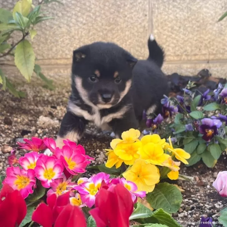 ID:2501-06804の子犬