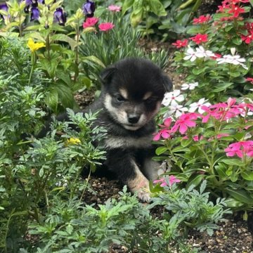 柴犬(豆柴)【奈良県・女の子・2025年7月9日・黒】の写真「将来☆彡美人間違いなし」