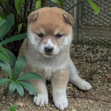 柴犬(豆柴)【奈良県・女の子・2025年5月29日・赤】の写真「将来☆彡美人間違いなし」