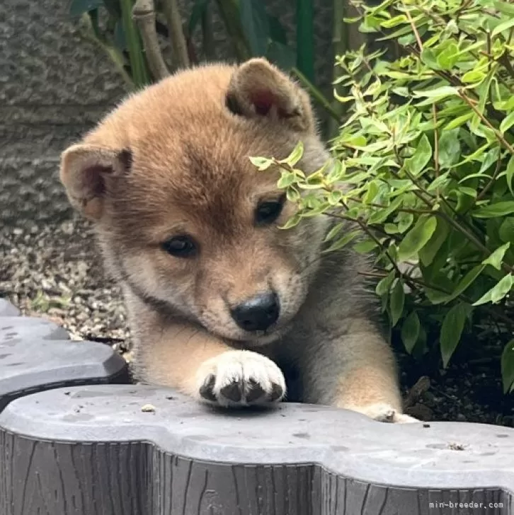 K.N 様のお迎えした子犬