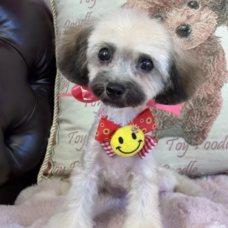 ゆかりん 様のお迎えした子犬
