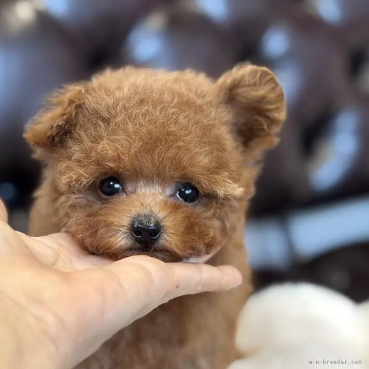 示源 様のお迎えした子犬