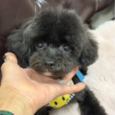 トイプードル(ティーカップ)