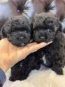 タイニープードル【福岡県・男の子・2025年1月11日・ブラック】の写真4「兄弟です👬」