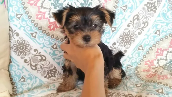ID：1710-02283の子犬
