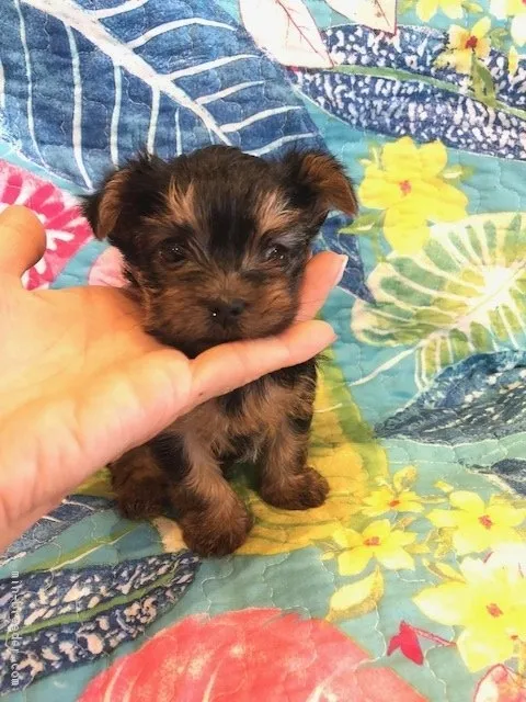 ID：1807-00437の子犬