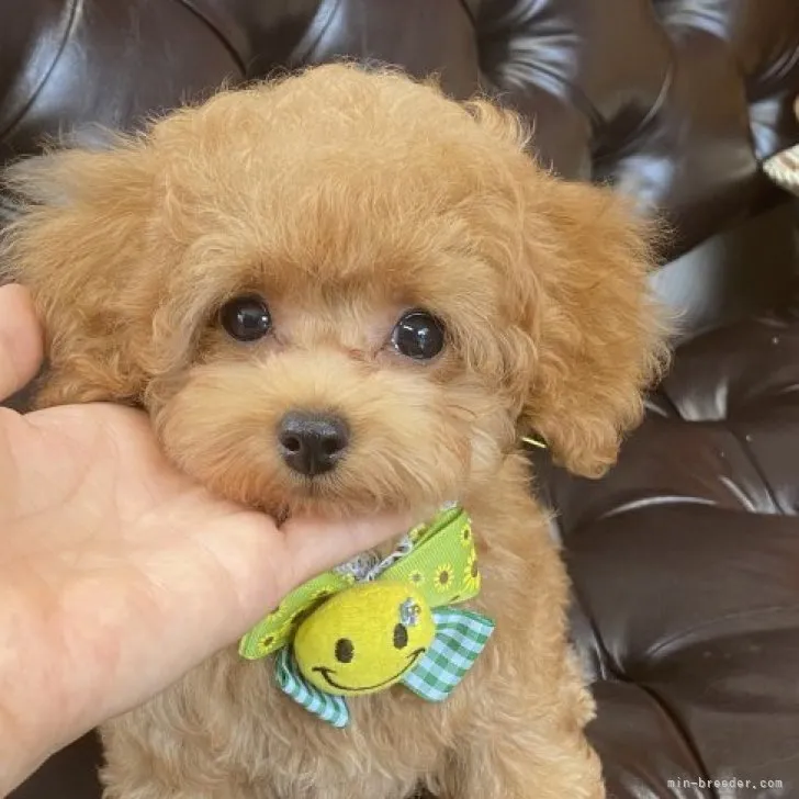 ID：2309-05004の子犬