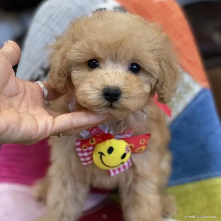 ID:2301-00210の子犬