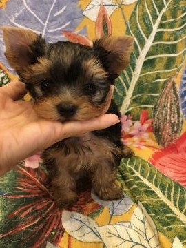 ヨークシャーテリア【福岡県・男の子・2018年5月31日・スチールブルー&タン】の写真「大きいお目目クリクリ激可愛いハンサムBOY😍」