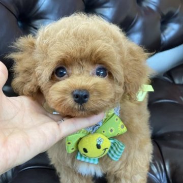 トイプードル(ティーカップ)【福岡県・男の子・2023年7月13日・レッド】の写真「マズルの短いとってもお顔の可愛い男の子です❤️」