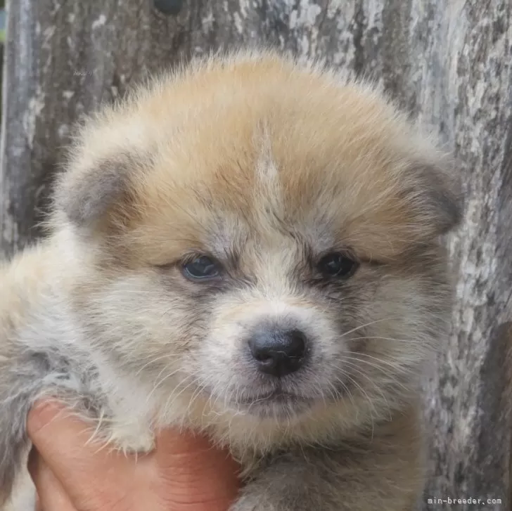 ID：2506-00465の子犬