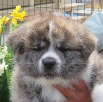 秋田犬【香川県・女の子・2025年2月22日・虎】の写真「🌸可愛い女の子🌸」