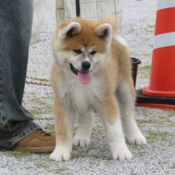 秋田犬【香川県・男の子・2025年2月21日・赤】の写真「✨可愛い男の子✨」
