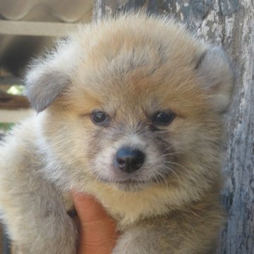 秋田犬【香川県・男の子・2025年5月14日・赤】の写真「可愛い男の子」