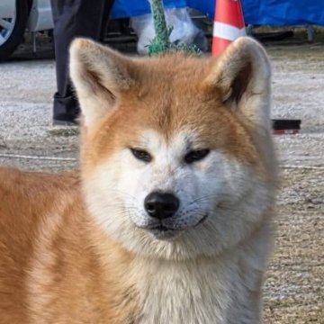 秋田犬【香川県・男の子・2025年5月15日・赤】の写真「🌸可愛い男の子🌸」