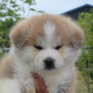 秋田犬【香川県・女の子・2025年3月17日・赤】の写真「🌸可愛いです🌸」