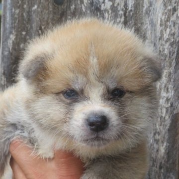 秋田犬【香川県・男の子・2025年5月14日・赤】の写真「可愛い男の子」