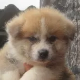 秋田犬