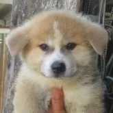 秋田犬