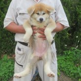秋田犬