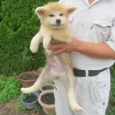 秋田犬