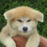 秋田犬【香川県・女の子・2025年5月15日・赤】の写真3