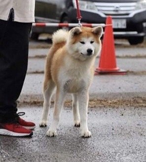 秋田犬【・女の子・2021年3月29日・赤】「７ヶ月頃撮影」