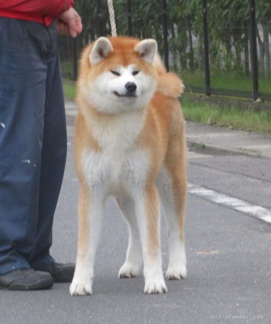 秋田犬【・女の子・2022年8月30日・赤】「7.5ヶ月頃撮影」