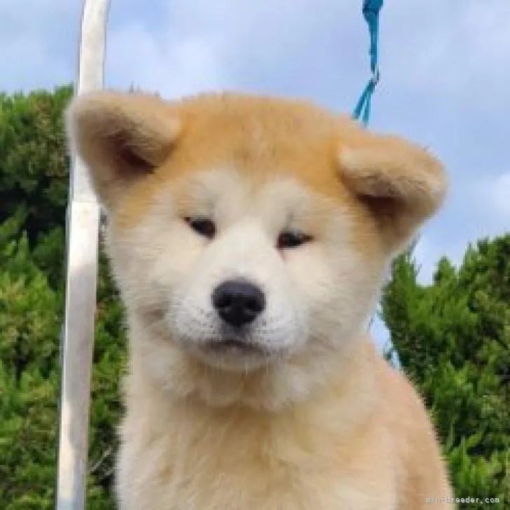 ID：2209-02492の子犬