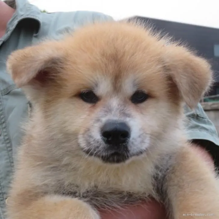 ID：2204-03417の子犬