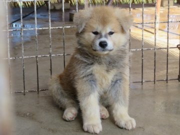 秋田犬【香川県・男の子・2021年7月30日・赤】の写真「オスらしさ抜群の男の子」