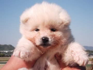 秋田犬【香川県・男の子・2013年3月7日・白(長毛)】の写真「」